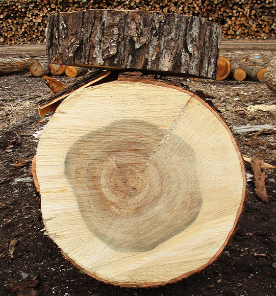 Red Maple