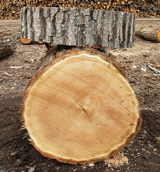 Red Oak