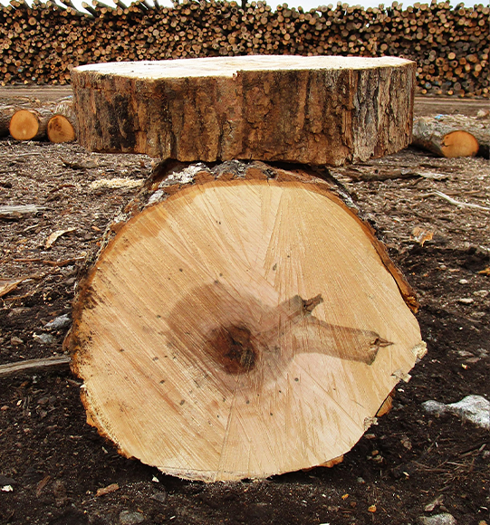 Sugar Maple