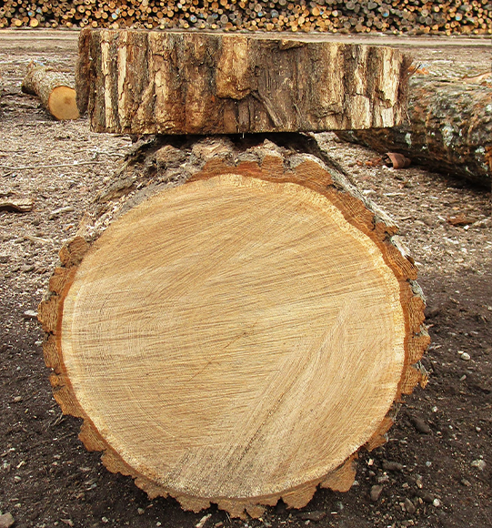 White Oak