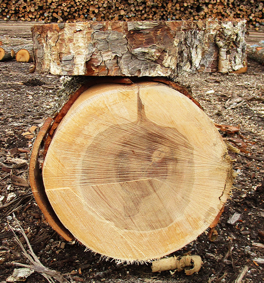Yellow Birch